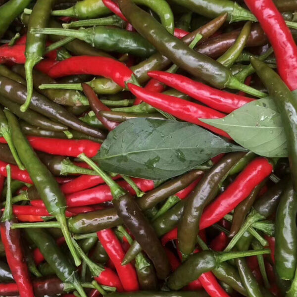 YanJiao425 Chilli Seed F1 - Image 2