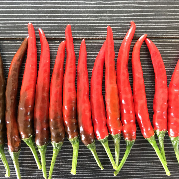 YanJiao425 Chilli Seed F1 - Image 3