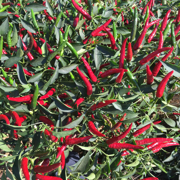 YanJiao425 Chilli Seed F1