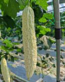 BaiYu Bitter Gourd Seed F1