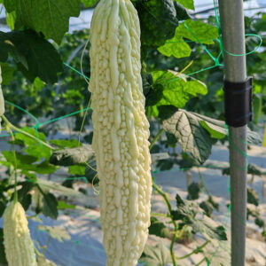 BaiYu Bitter Gourd Seed F1