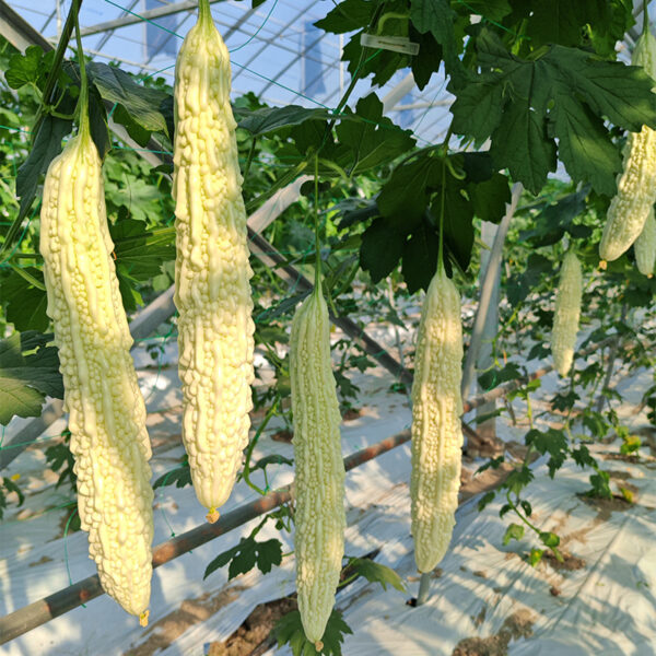 BaiYu Bitter Gourd Seed F1 - Image 2
