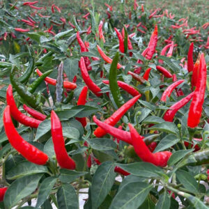 YanJiao465 Chilli Seed