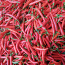 YanJiao465 Chilli Seed