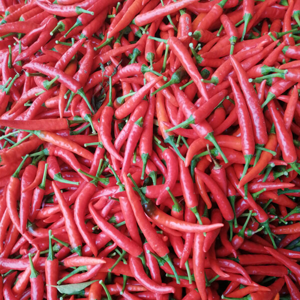 YanJiao465 Chilli Seed - Image 2
