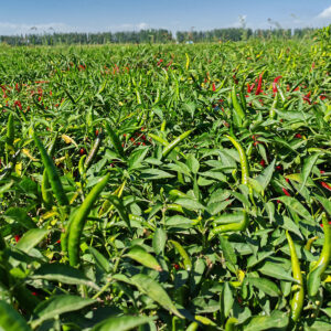 YanJiao485 Chilli Seed