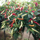 YanJiao528 White Chilli Seed F1