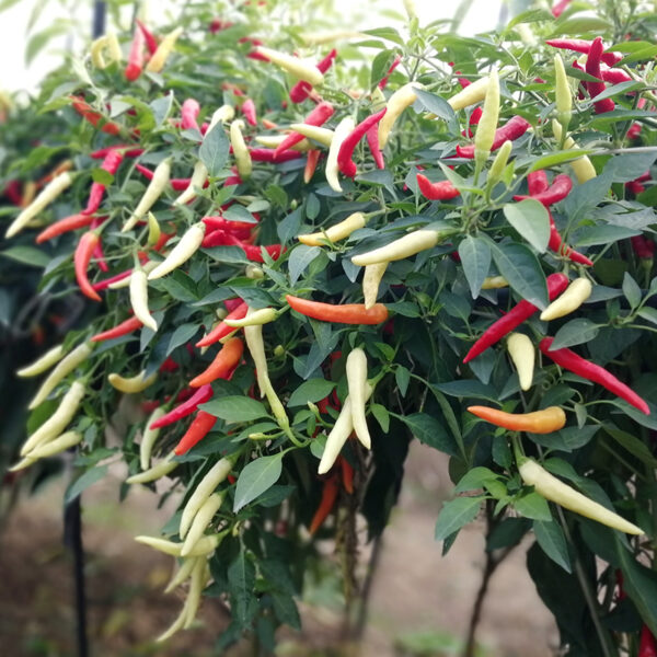 YanJiao528 White Chilli Seed F1