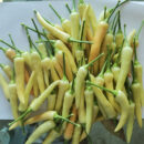 YanJiao528 White Chilli Seed F1