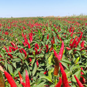 YanJiao548 Chilli Seed