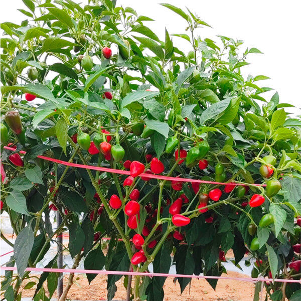 YanJiao801 Cherry Pepper Seed F1