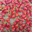 YanJiao801 Cherry Pepper Seed F1