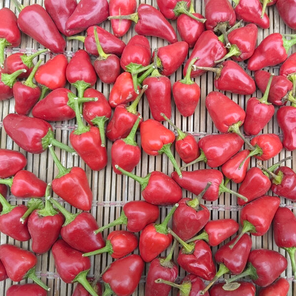 YanJiao801 Cherry Pepper Seed F1 - Image 2