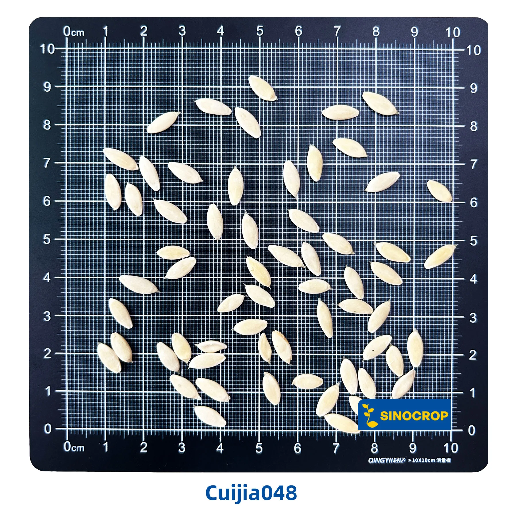 Baisitiao Cucumber Seeds OP - Image 4