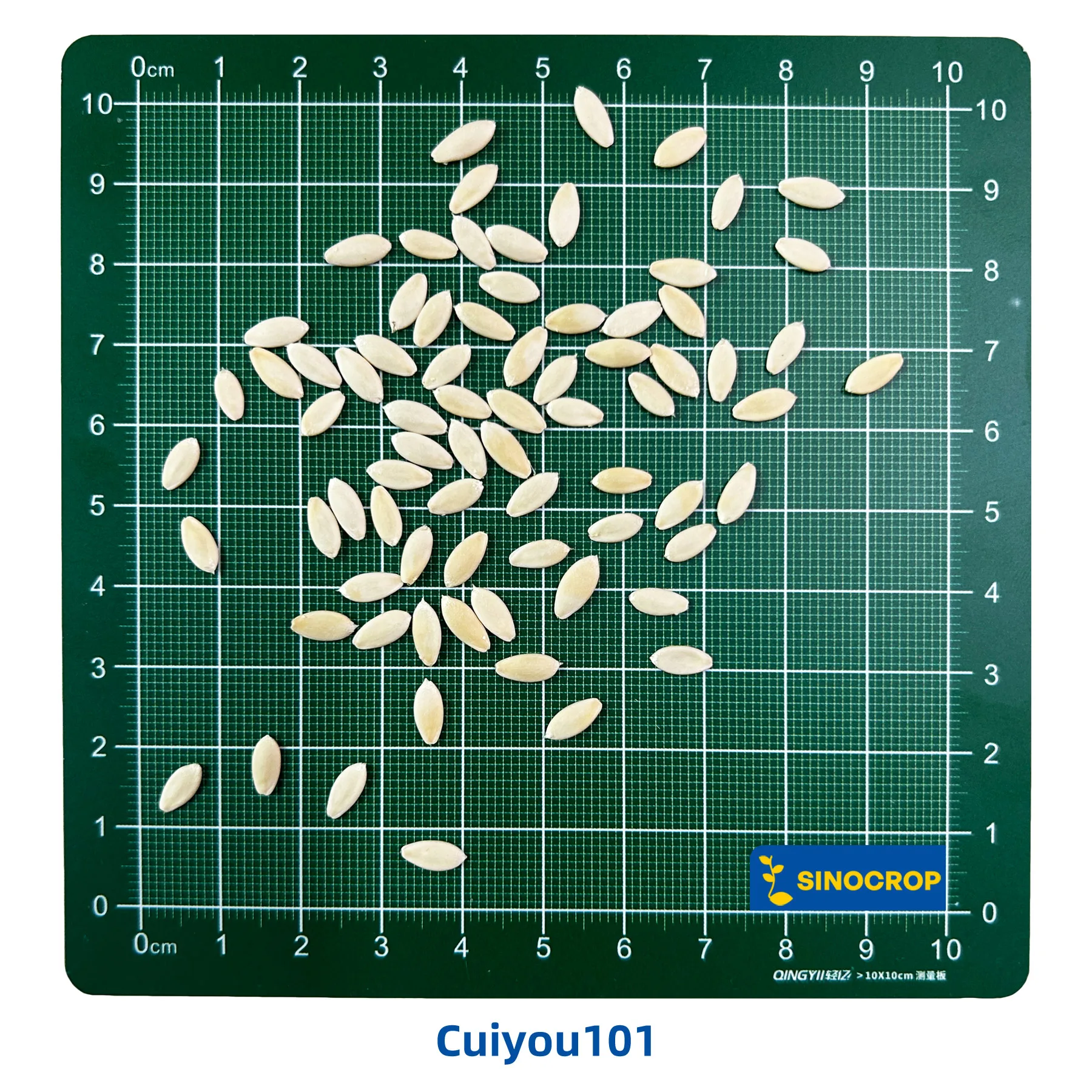 Cuiyou101 European Cucumber Seed F1 - Image 4