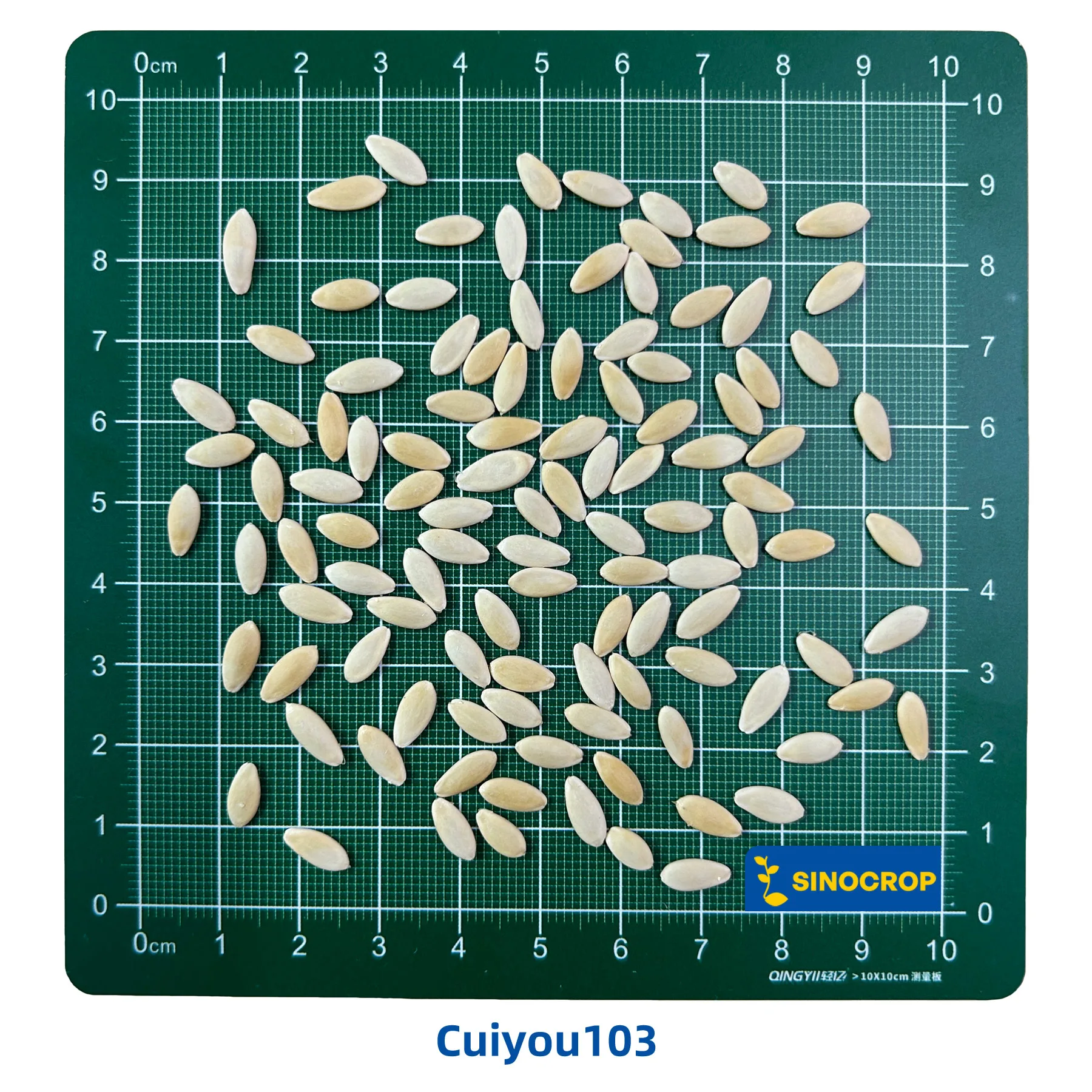 Cuiyou103 Cucumber Seed F1 - Image 4