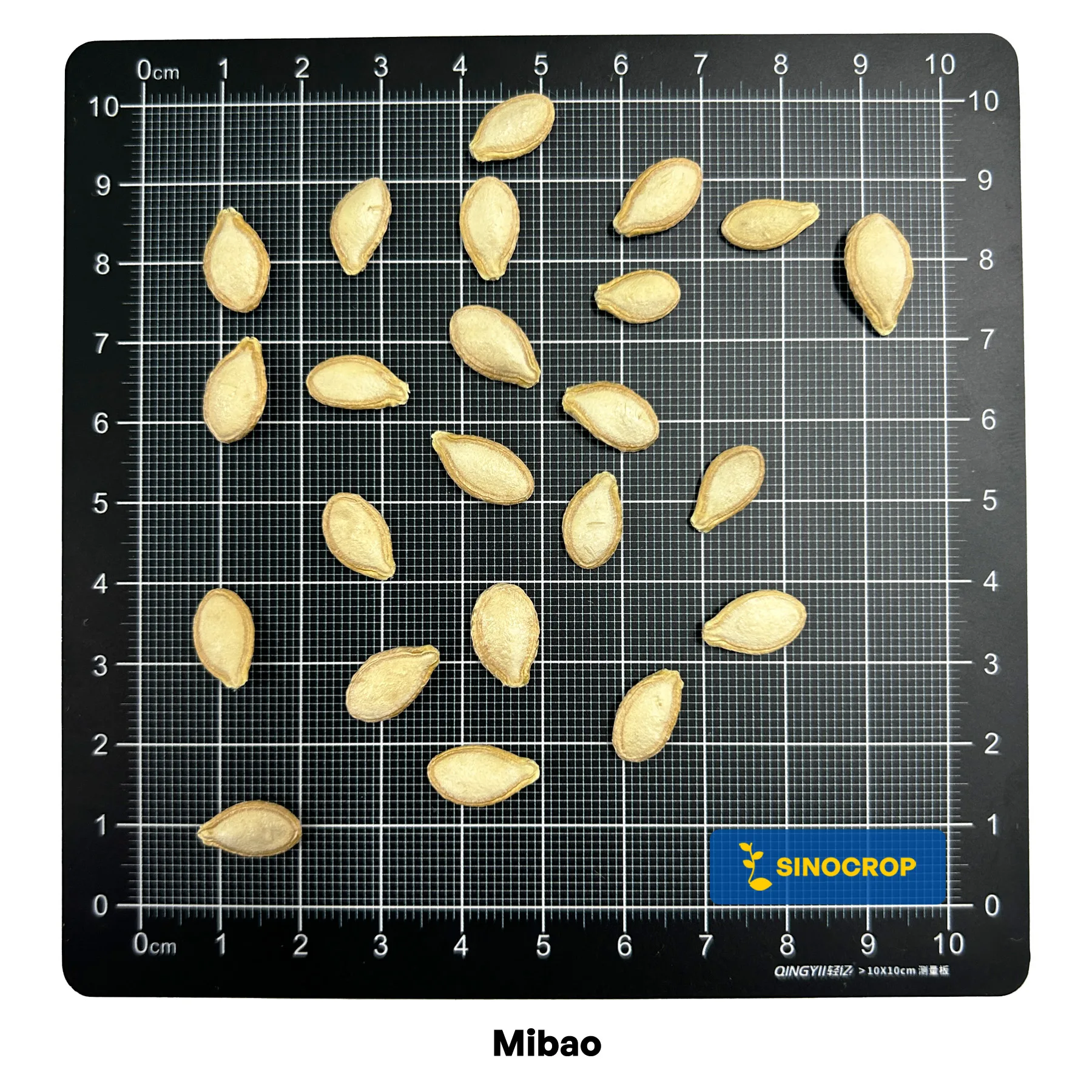 Mibao Pumpkin Seed F1 - Image 3