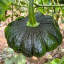 MiHei Pumpkin Seeds F1