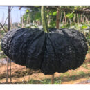 MiHei Pumpkin Seeds F1