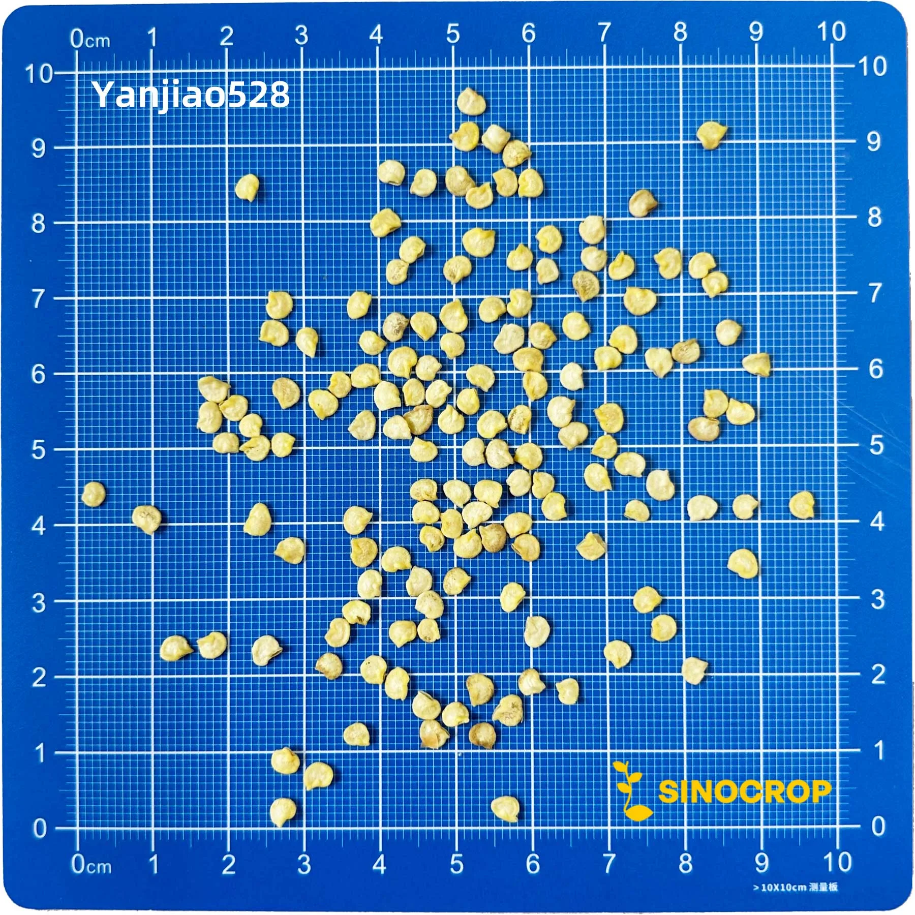 Yanjiao528 Chili Seed F1 - Image 3