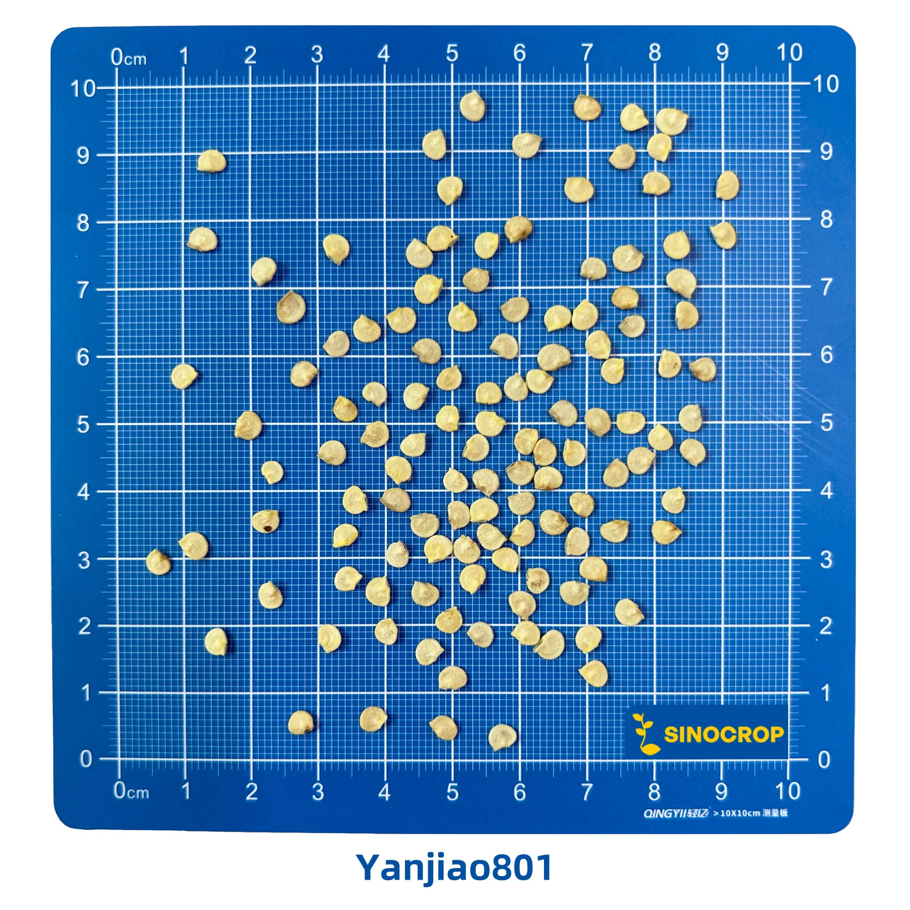 Yanjiao801 Cherry Pepper Seed F1 - Image 3