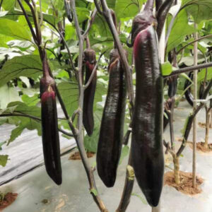YuQie5 Eggplant Seed