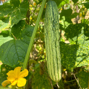 BaiSiTiao Cucumber Seeds