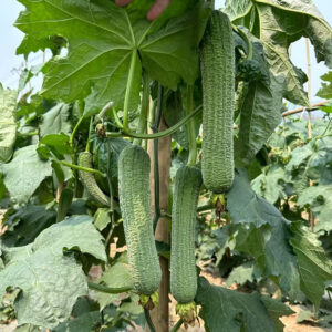 ChunQiu1 Luffa Seed F1