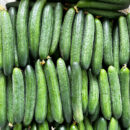 CuiYou1 Cucumber Seed F1