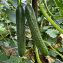 CuiYou1 Cucumber Seed F1