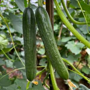 CuiYou1 Cucumber Seed F1