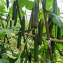 CuiYou1 Cucumber Seed F1