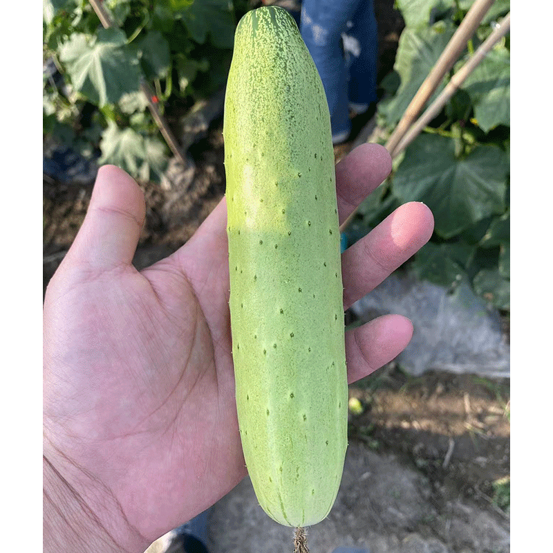 CuiYou3 Cucumber Seed F1