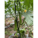CuiYou3 Cucumber Seed F1