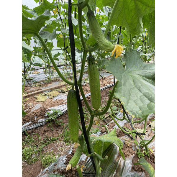 CuiYou3 Cucumber Seed F1 - Image 2