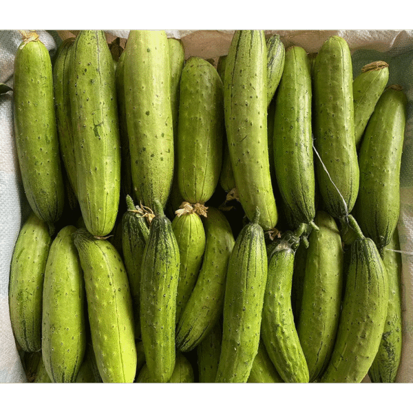 CuiYou3 Cucumber Seed F1 - Image 3
