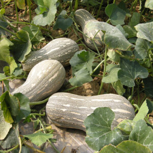 MiBao Pumpkin Seed F1