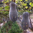 MiBao Pumpkin Seed F1