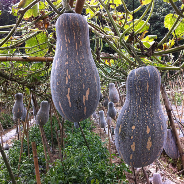 MiBao Pumpkin Seed F1 - Image 2