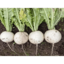 QiuXue Radish Seed F1