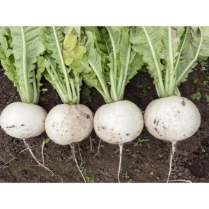 QiuXue Radish Seed F1