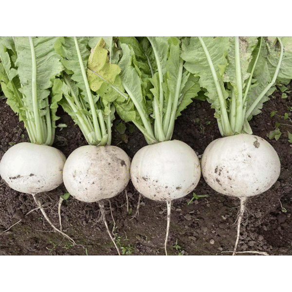 QiuXue Radish Seed F1