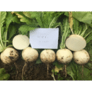 QiuXue Radish Seed F1