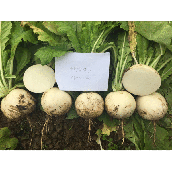 QiuXue Radish Seed F1 - Image 2