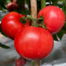 YuFen109 Tomato Seed F1