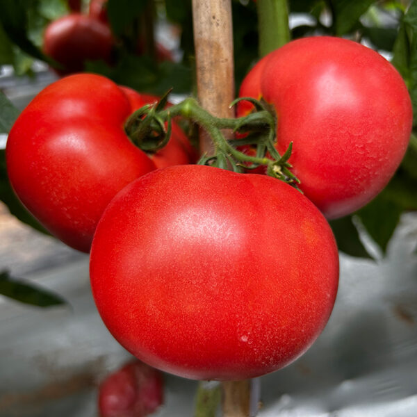 YuFen109 Tomato Seed F1 - Image 2