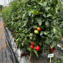 YuFen109 Tomato Seed F1