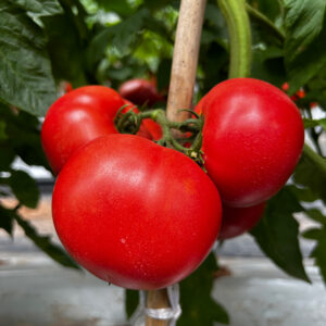 YuFen109 Tomato Seed F1