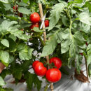 YuFen109 Tomato Seed F1