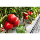 YuFen109 Tomato Seed F1